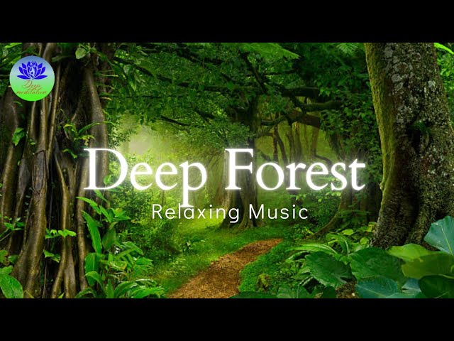 Beautiful Relaxing Music Start Your Morning with Bird Forest Sounds,@meditationminddas1699