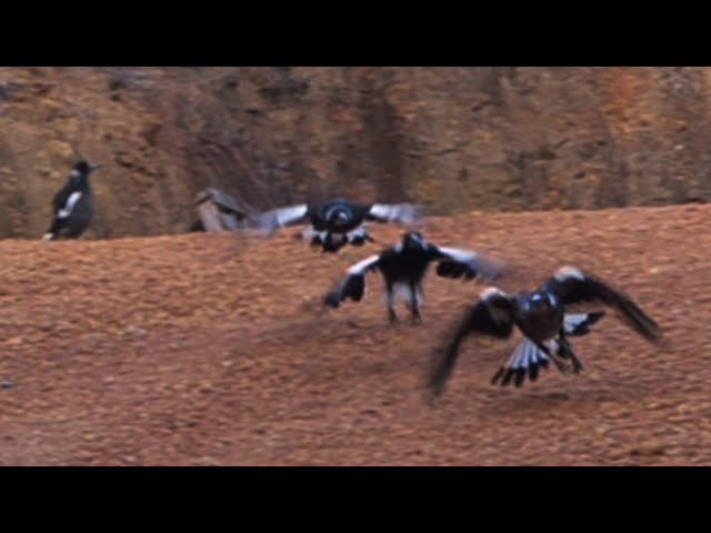 Magpie Mischief - Galah jumping and barrel rolling 🐧🦜🛢️