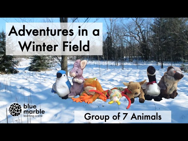 Adventures in a Winter Field | Group of 7 Animals | Hide and Seek