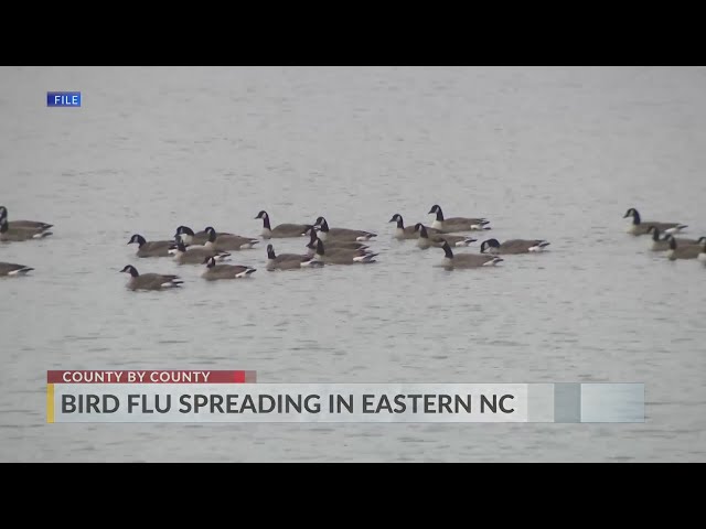 Multiple confirmed cases of Bird Flu confirmed in eastern North Carolina