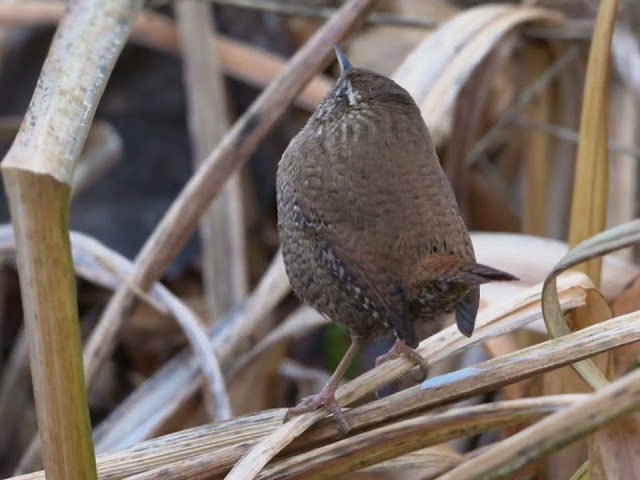 Wren sings