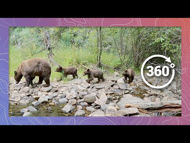 Black Bear with Cute Cubs in the Wilderness - Episode 4 | Wildlife in 360 VR