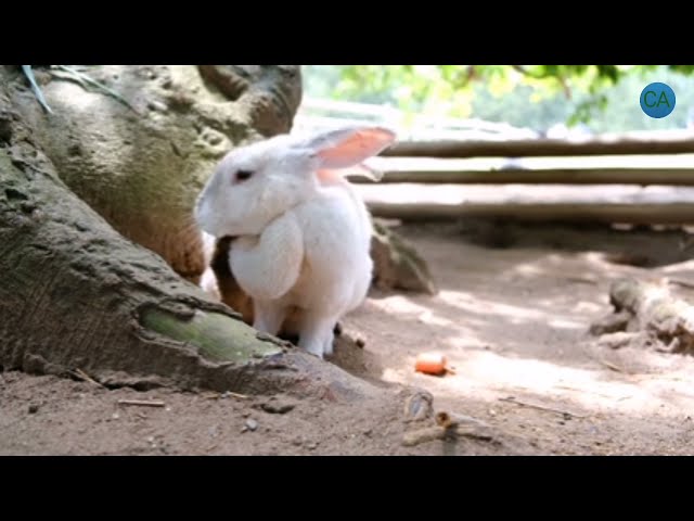 Funny and Cute Rabbits | Cute Baby Bunny Rabbit Videos | Cute and Funny Animals | #4