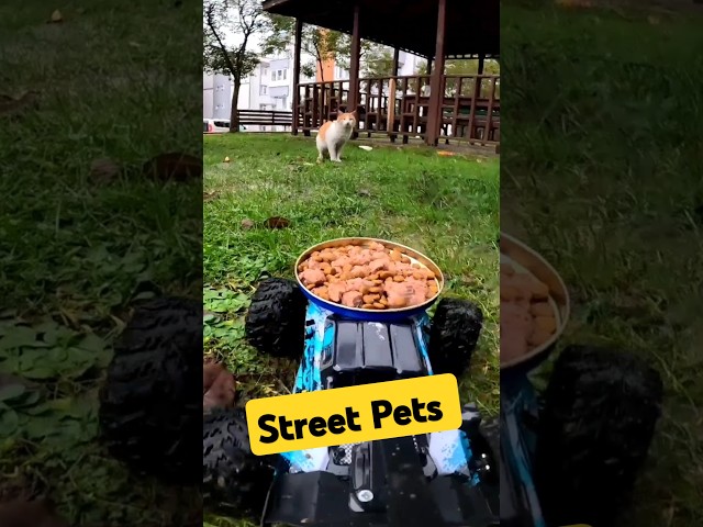 I Fed Stray Pets on a Rainy Day | Animal Rescue  #doglover #catlover #animals