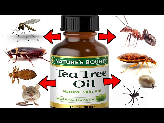 How to Get Rid of Pests Using Tea Tree Oil - ANTS, COCKROACHES, MOSQUITOES, RODENTS, SPIDERS, LICE..