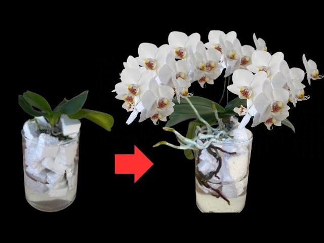 unbelievable! Use This Instead of Orchid Soil to Revitalize Rootless Orchids and Leaves