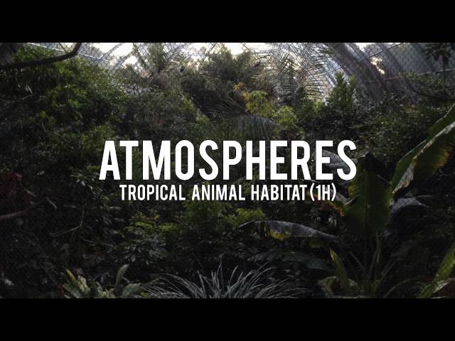 ATMOSPHERES: Tropical Animal Habitat