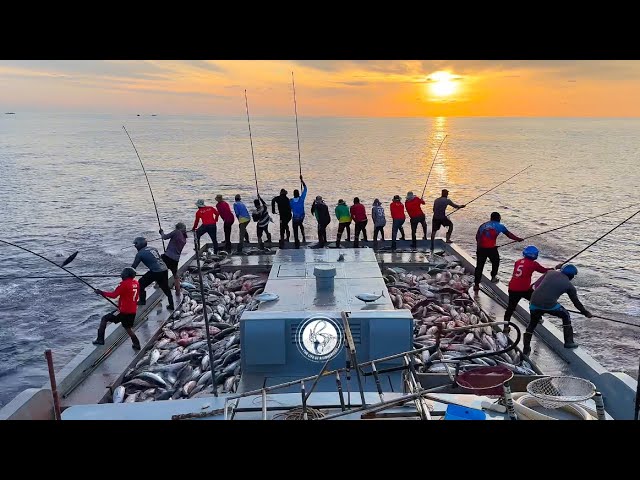 Morning Magic: The Art of Skipjack Tuna Pole fishing 🎣