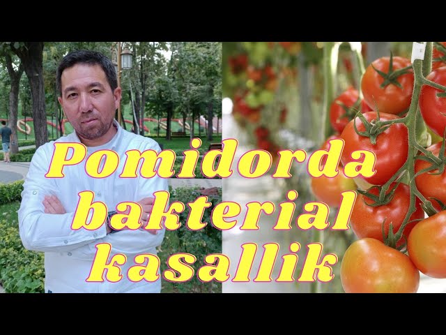 POMIDORDA BAKTERIAL KASALLIK BAKTERIAL DOGLANISH          BAKTERIALNIY PYATNISTOST