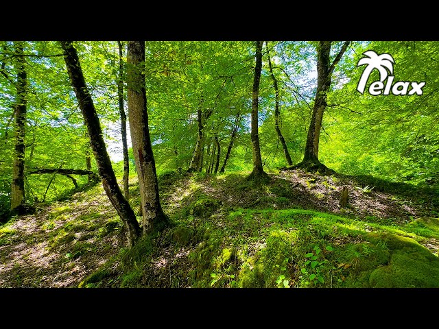 Relaxing Sounds of Birds in the Spring Forest