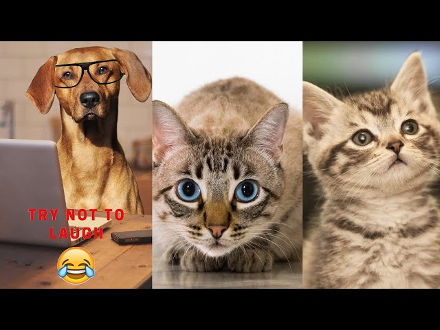 Cats and Dogs Hate Bad Singing Best Moments