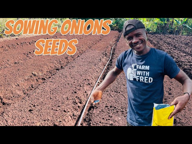 Onions farming: sowing onions seeds  (Epd 4)