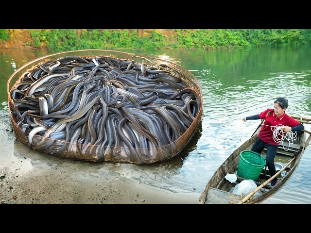 How To Catch Many Wild EELS with Bamboo Tube - Ultimate Trap fish | Susan Daily Life