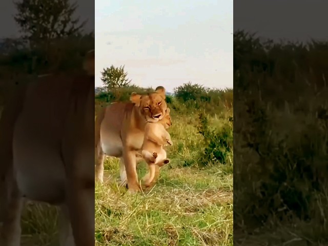 Mother lioness carrying their baby lion 🦁#cute #cubs #lioness #shorts #animalshorts