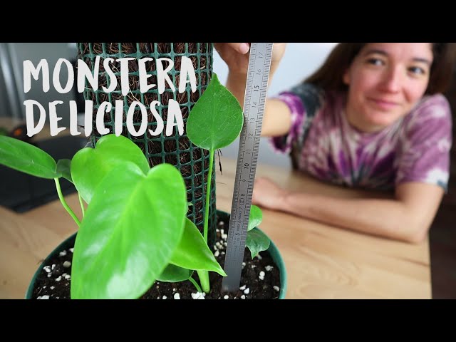 Cuidados para una Monstera Deliciosa "bebe"