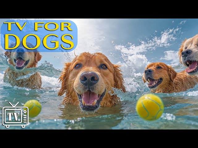 Dog TV: Calming Music & Videos for Dogs to Watch - Entertainment Dogs to Reduce Stress and Anxiety