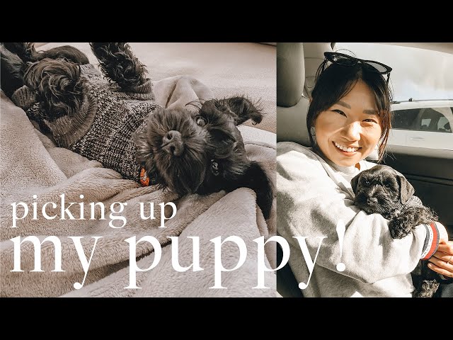 PICKING UP MY MINIATURE SCHNAUZER PUPPY! First Day Home + Play Time