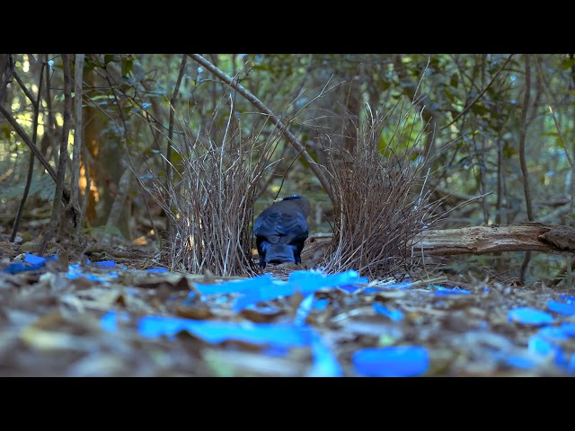 Satin Bowerbird in HDR - O'Reilly's Rainforest Retreat