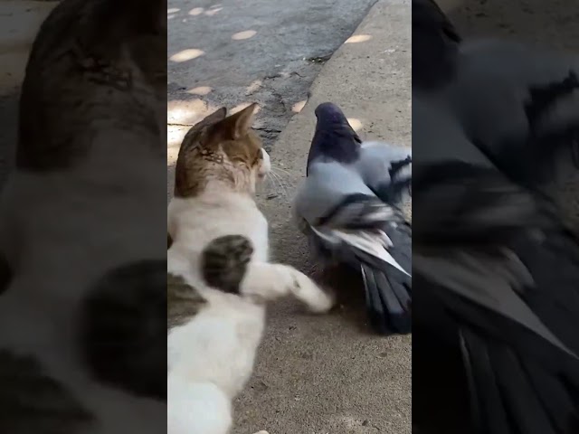 Adorable Moments Of Cats And Pigeons INTERACTING 😸😸#shorts