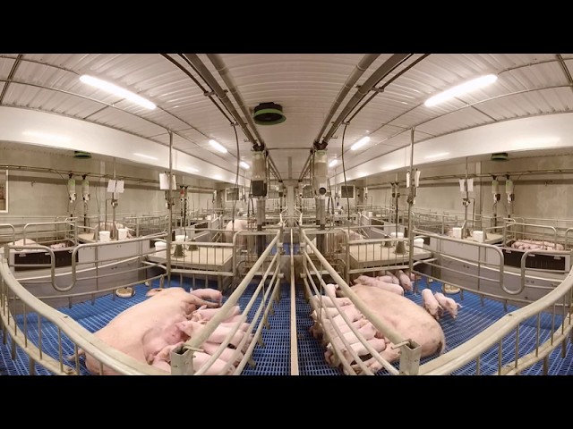 DenkaFarm Innovation Centre | Pig Farm 360° VR | Denkavit