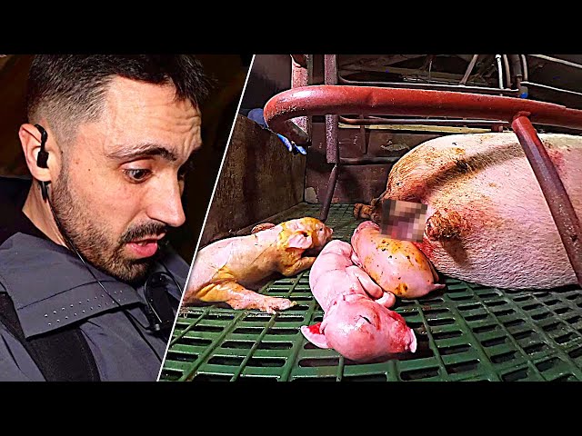 Investigator Captures SHATTERING Moment Pig Birth GOES HORRIBLY WRONG