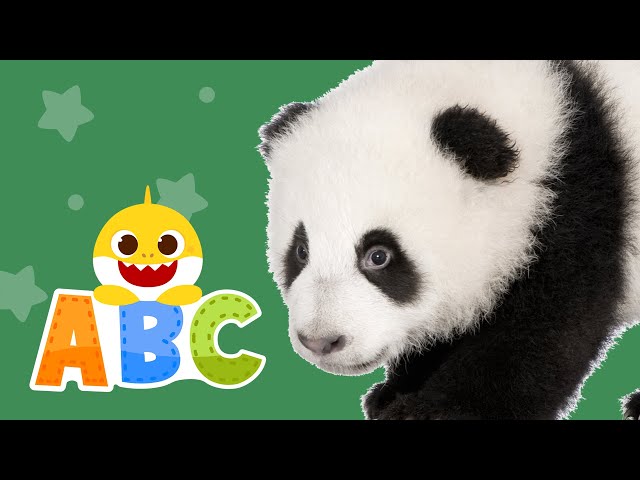 Learn ABCs with Baby Shark | Learn Animals | ABC Song | Baby Shark ABC for kids