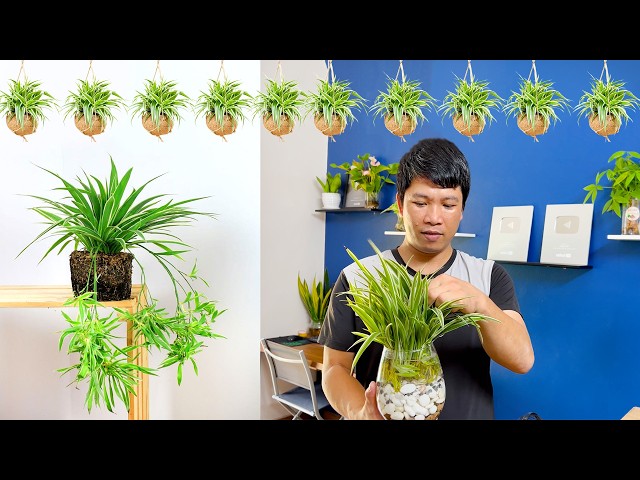 Want Lush Spider Plant? I Tested Top Methods and Found the BEST