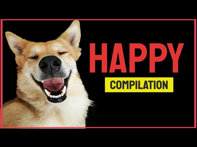 Sound Compilation to Make Your Dogs Happy | HAPPY DOG