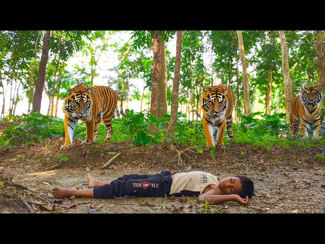 Tiger Attack Man In The Forest | Tiger Attack In Real Life | Tiger Video | Fun Made Movie Part 35