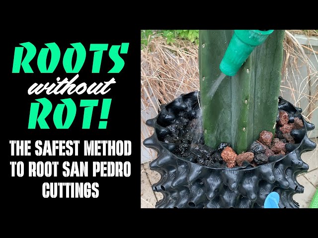 Roots Without Rot! The Safest Method to Root San Pedro Cuttings