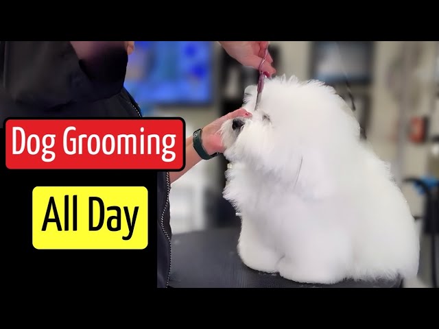 Wednesday 2/12/2025 Dog Grooming All Day! Shih Tzu, 3 Poodles, Yorkie, Maltese, 3 Coton de Tulear.