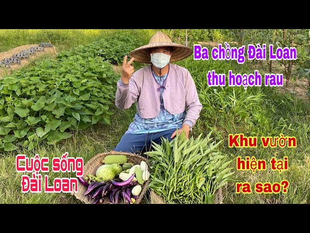 Buổi chiều theo ba ra vườn hái cà tím, mướp, khổ qua đèo, đậu bắp và rau muống | Cuộc sống Đài Loan