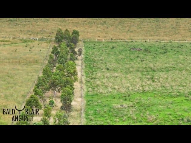 Bald Blair Angus Trees Feb 2024