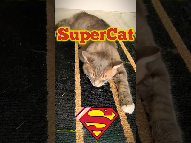 SuperCat! #cat #kittens #superman #supercat