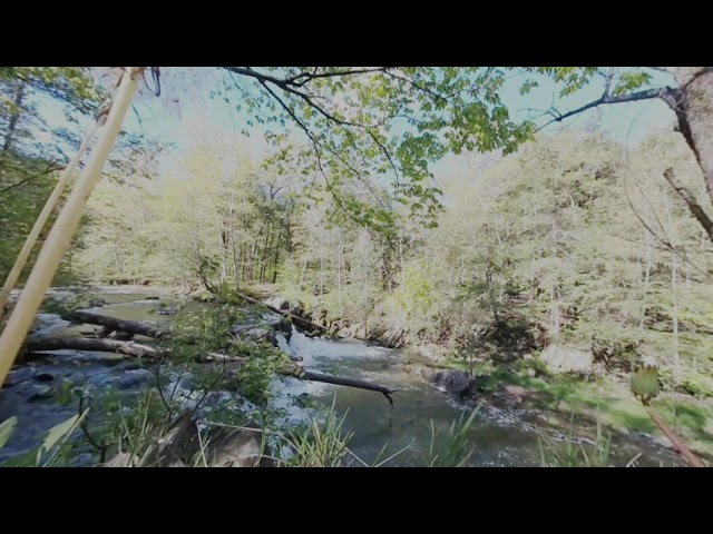 (Still Image) Dandelions overlooking the falls