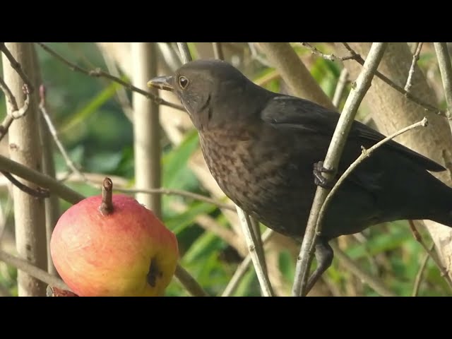 Looking after our garden birds in Winter | Blackbirds |