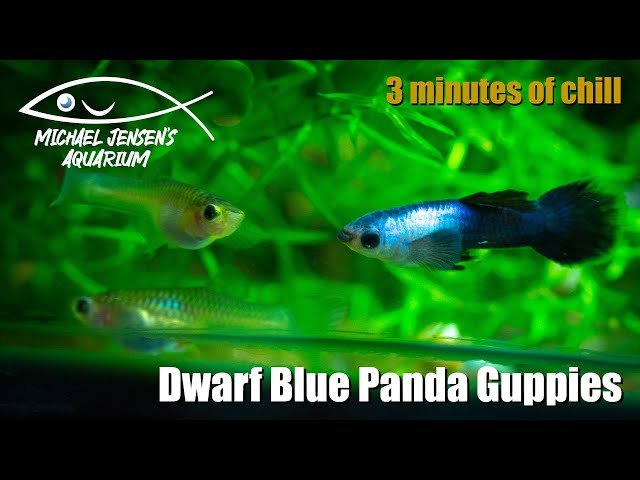 Dwarf Blue Panda Guppies - Cute alert!