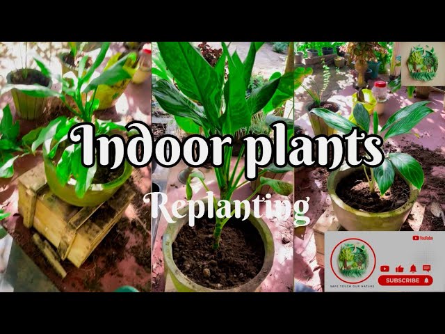 How to Repot Your Plants Like a Pro 🌿 | Essential Tips for Healthy Root @Safetouchournature