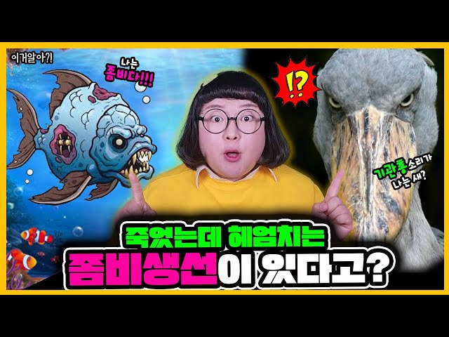 [이거알아-동물]죽었는데도 바닷가💦에서 헤엄치는 좀비생선이 있다고?!🐟ㅋㅋㅋ무시무시한 뱀을 이기는 새가 있다고!?🐍🦅 몰랐던 동물들의 비밀?!