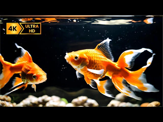 Peaceful Freshwater Aquarium in 4K with Relaxing Fish Sounds for Calm Moments