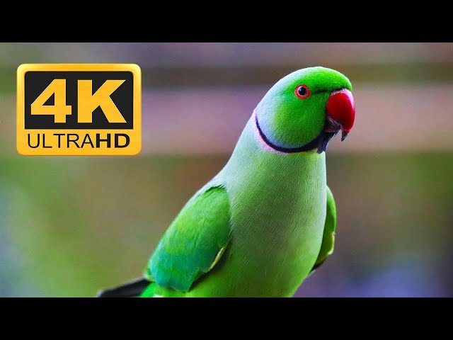 Indian Parrot Natural Sounds (4K UHD) - Relaxing Music Along With Beautiful Nature Videos - 4K Video