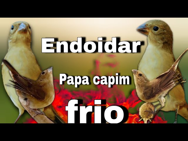 Papa capim cantando tui tui com Piado de fêmea de papa capim !