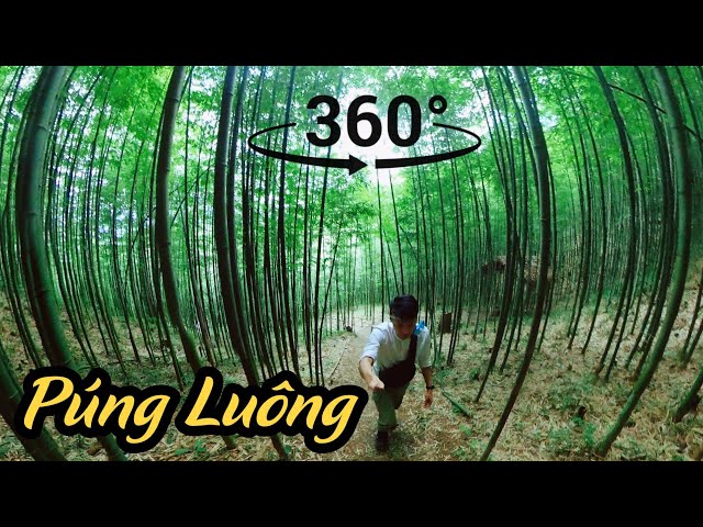 Rừng Trúc Púng Luông, Mù Cang Chải 360Video