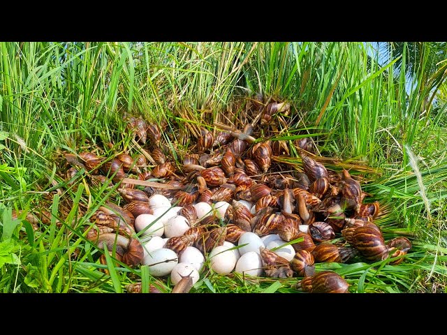 wow wow! pick a lot of duck eggs and snails on the grass at field by hand a farmer