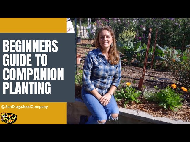 Beginners Guide to Companion Planting