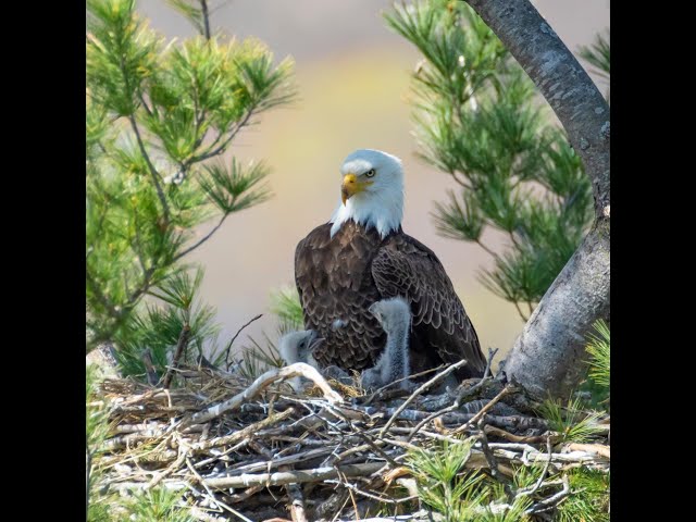 Eagle Camera