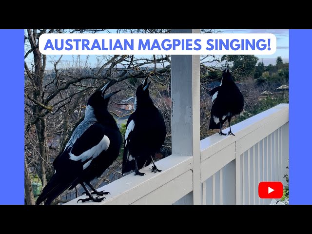 Australian Magpies Singing! 😍 National Anthem?! Listen it’s an Unbelievable SOUND!! #magpie #bird