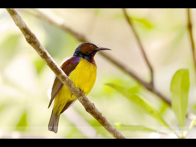 Brown-throated Sunbird