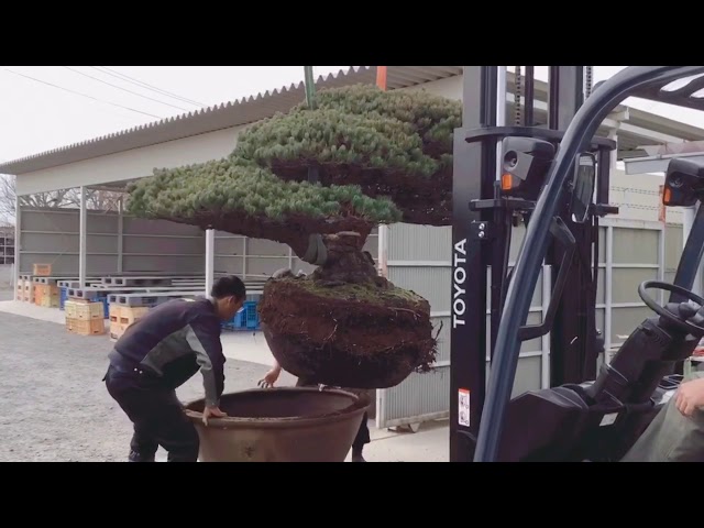 巨大五葉松植替え！【雨竹亭】