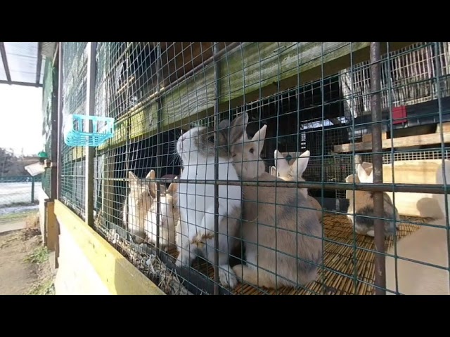 [VR180 3D] rabbit hutch (inokura onsen,  mea in japan) very cute!  | insta360 EVO 5.7K